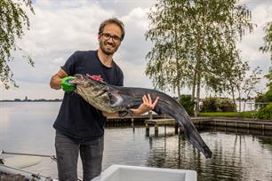 EAA Netherlands updated research finds that catfish population has increased and spread throughout the Rhineland region
