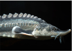 EAA member – ÖKF FishLife (Austria) – appoints the European sturgeon as its 2025’s Fish of the year to raise awareness on the species’ worrying state