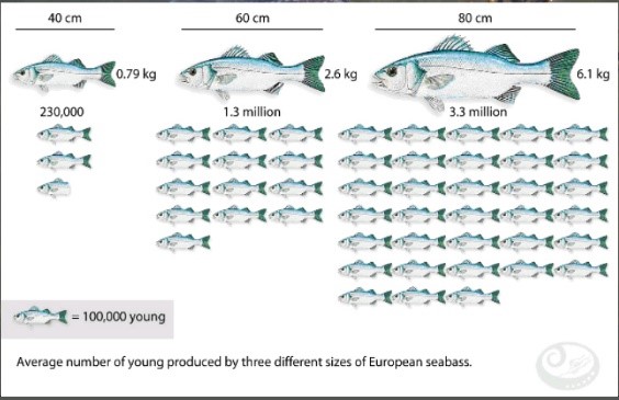 2019 sea bass management measures - Sea bass - Topics - EAA