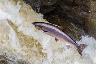 PRESS RELEASE - Trolling for Baltic Salmon to Continue