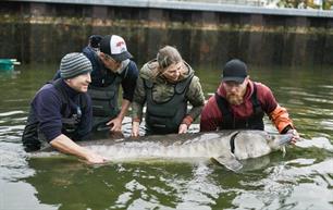 Sportfiskarna - EAA Sweden presents a historic return: Atlantic sturgeon to be released in the Göta River