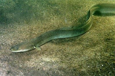 The European Parliament recognizes the role of anglers in protecting eel 